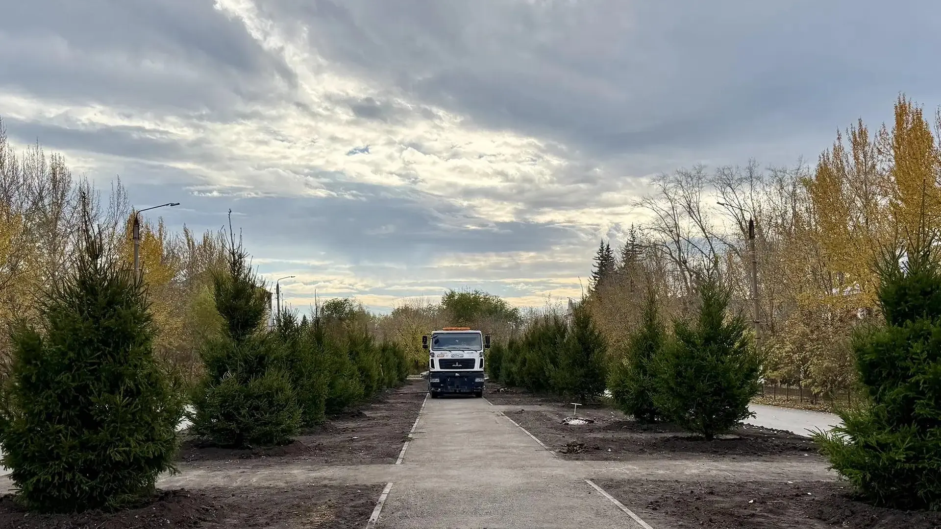 Новую аллею сибирских елей высадили в центре Коркино