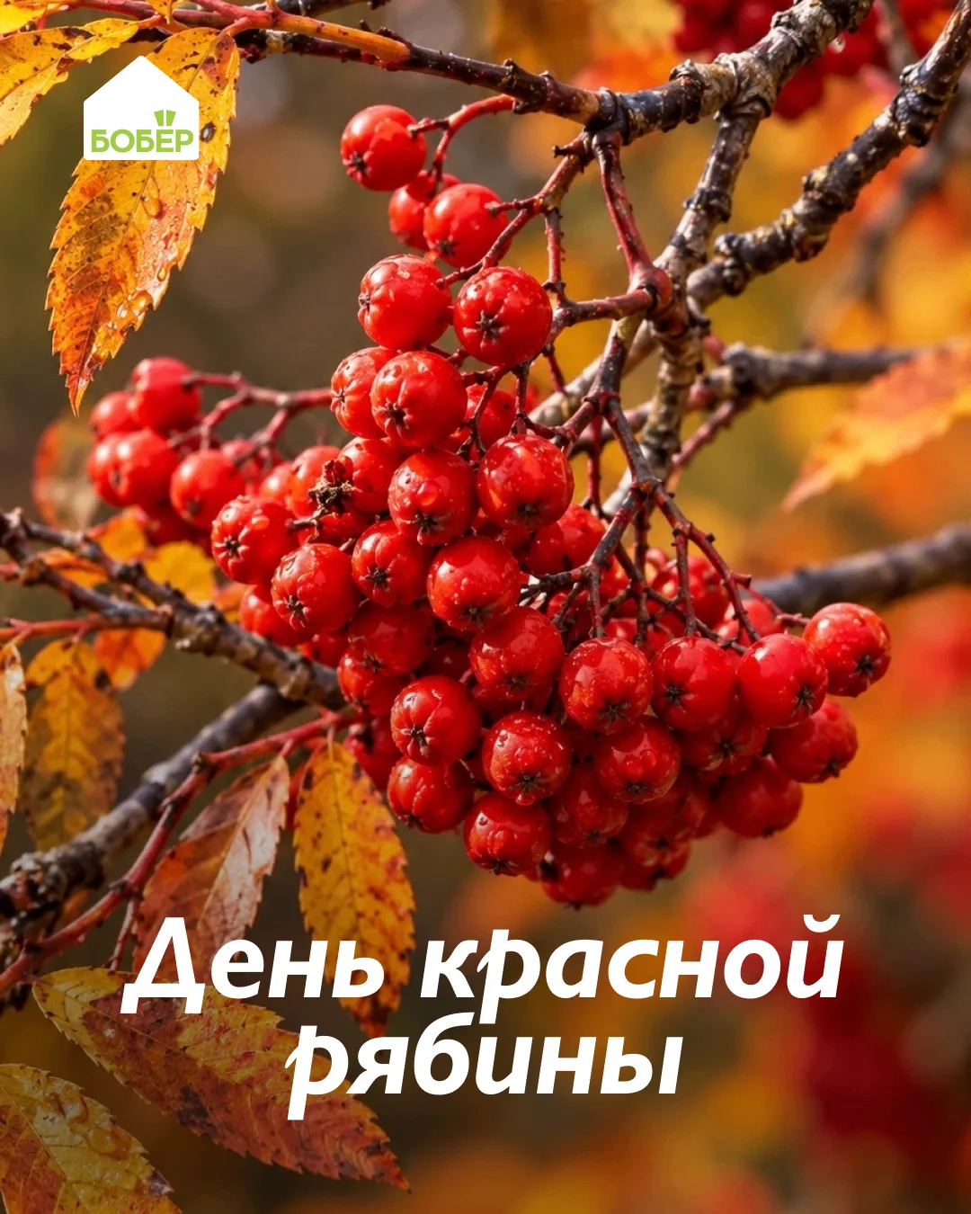 11 октября отмечается День красной рябины! ❤️