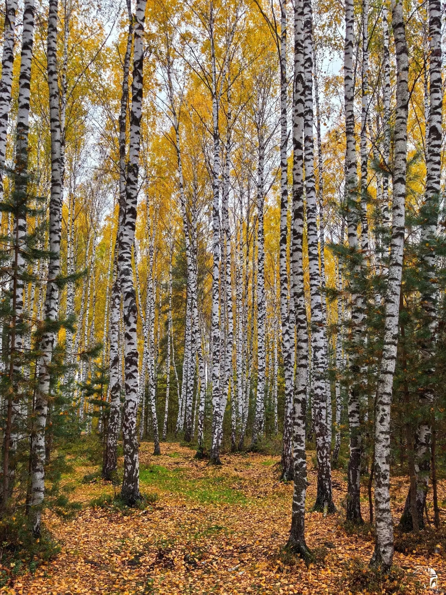 Осенние моменты Наукограда. Пруд Лягушатник. Осенний лес🤳🏙🍂🍁🌳🦆