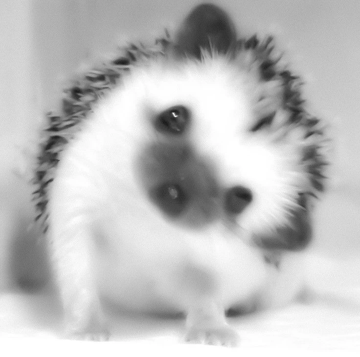 🦔 Колючая милота