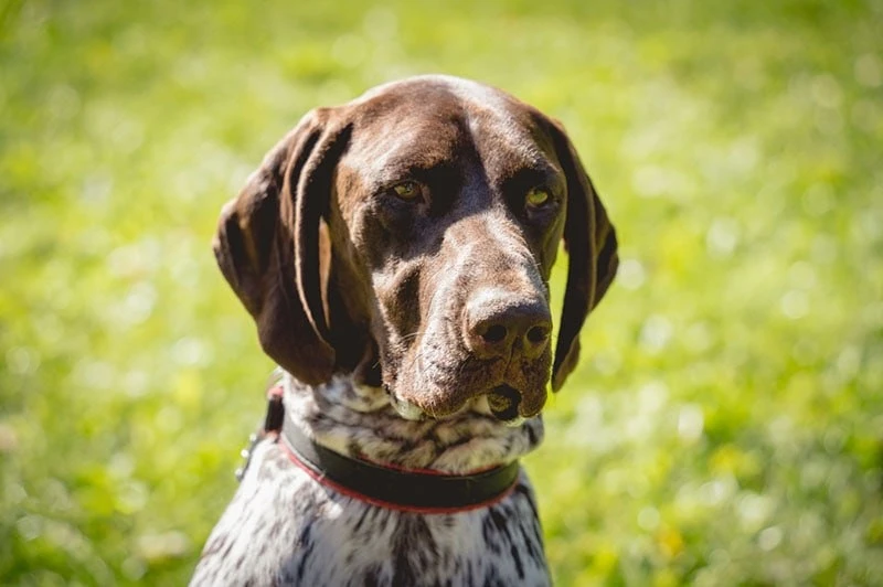 🐕 Курцхаар Бруно целиком проглотил деревянную шпажку от шашлыка — её нашли только во в...