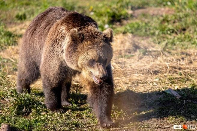 Плотность медведей в Кузбассе оказалась ниже предельной нормы — почему кажется, что это...