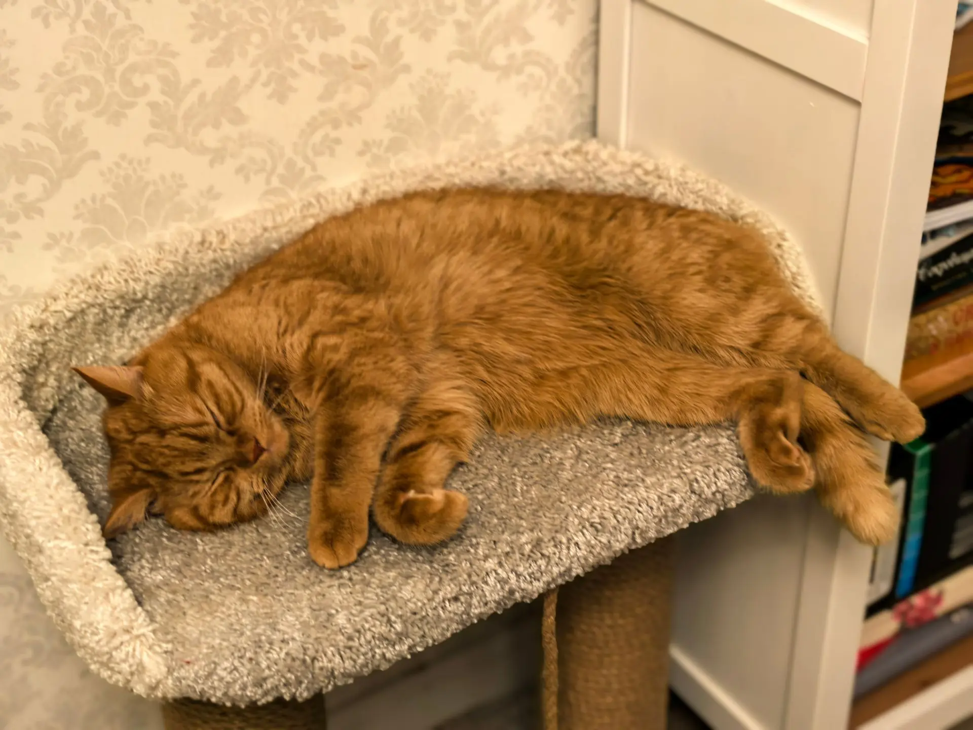 Котик Джейми желает всем сладких снов ❤️
