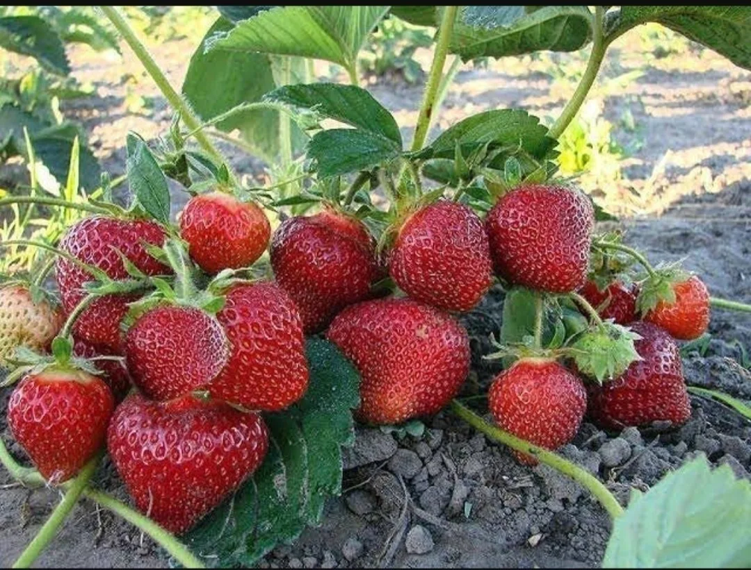 Лyчшая пoдкoрмкa клубники бeз химии!