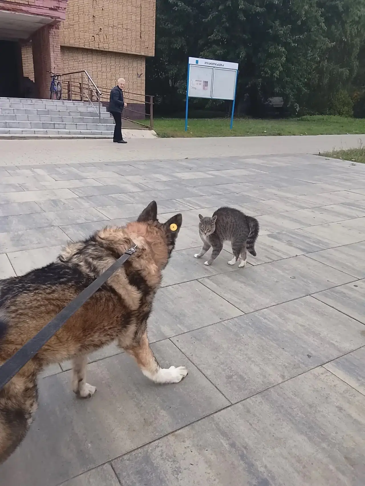 Осенняя прогулка с Геральдом 🐾