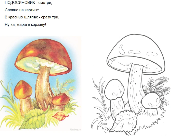🍄🍓 Лесная кладовая — Раскраски «Грибы и ягоды» для детей 5–6 лет