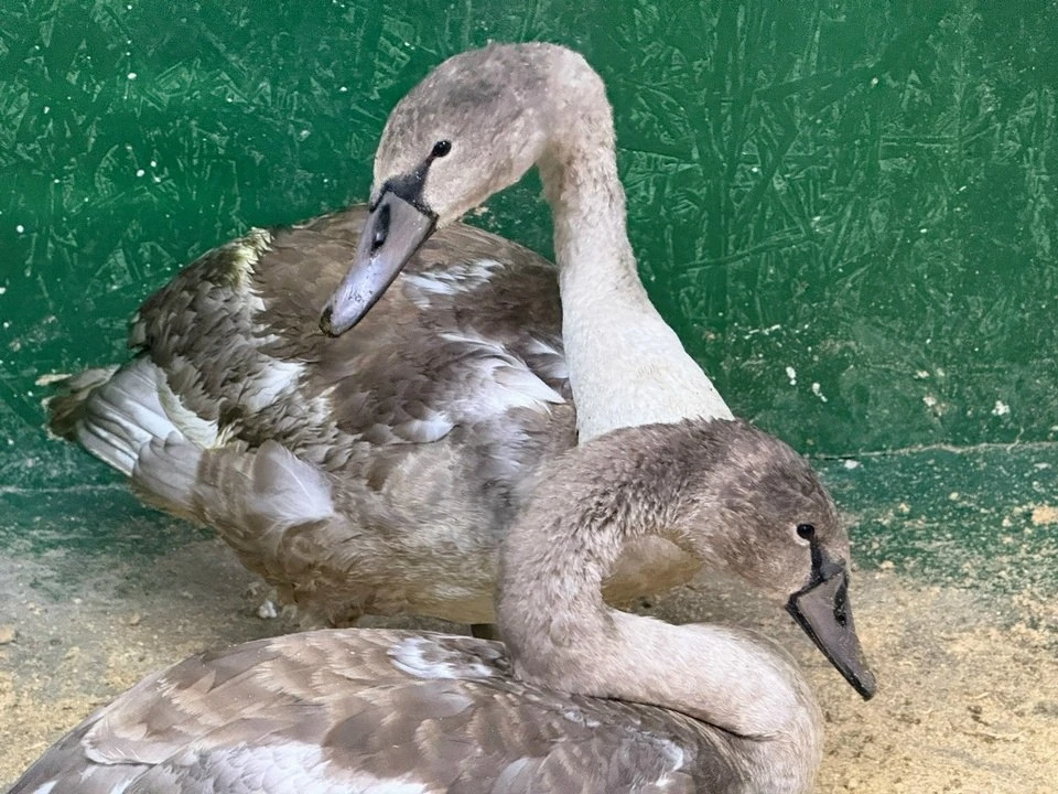 🦢 Юных лебедей с Александровского озера отправили на карантин в Лопатинский сад. Родит...