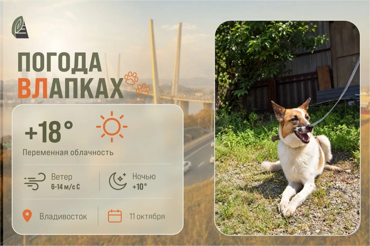 #ПогодаВЛапках