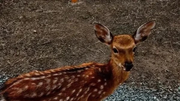 🤯Браконьеры в Самарской области уничтожили двух самок Сибирской косули