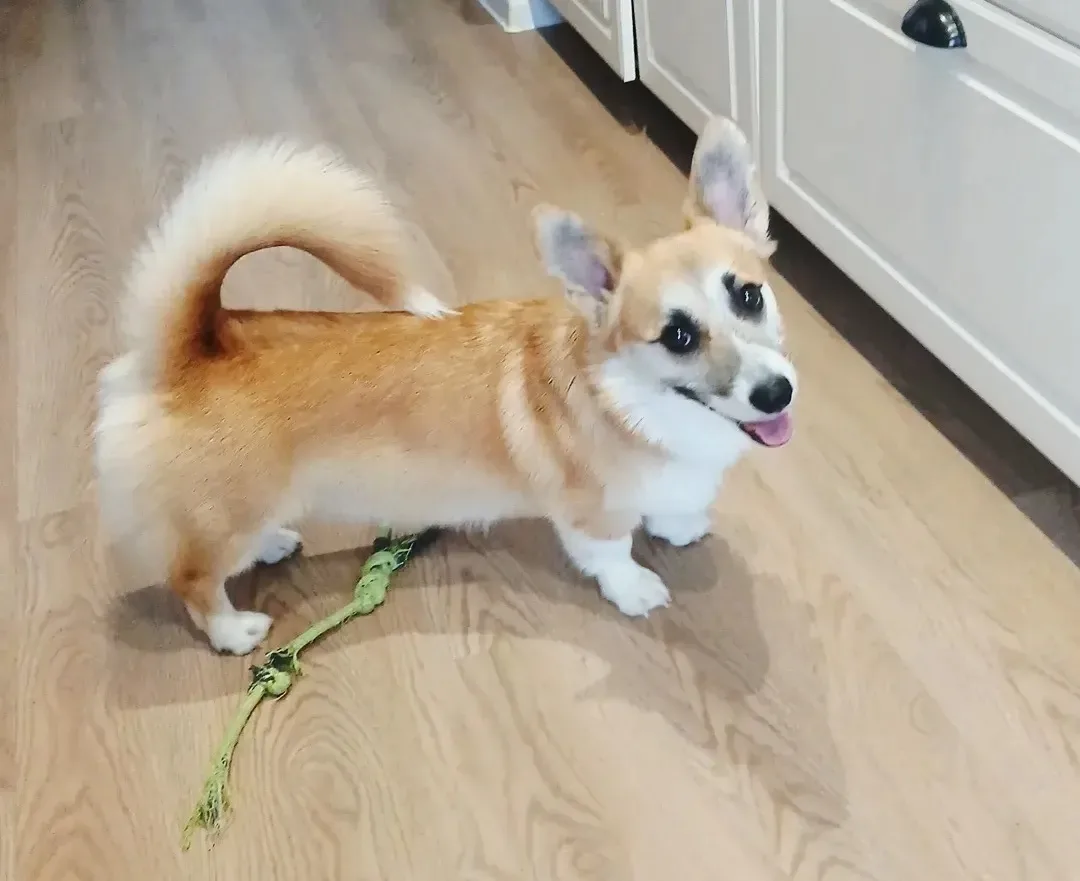 Вольт ,1год и 1 месяц ❤️
