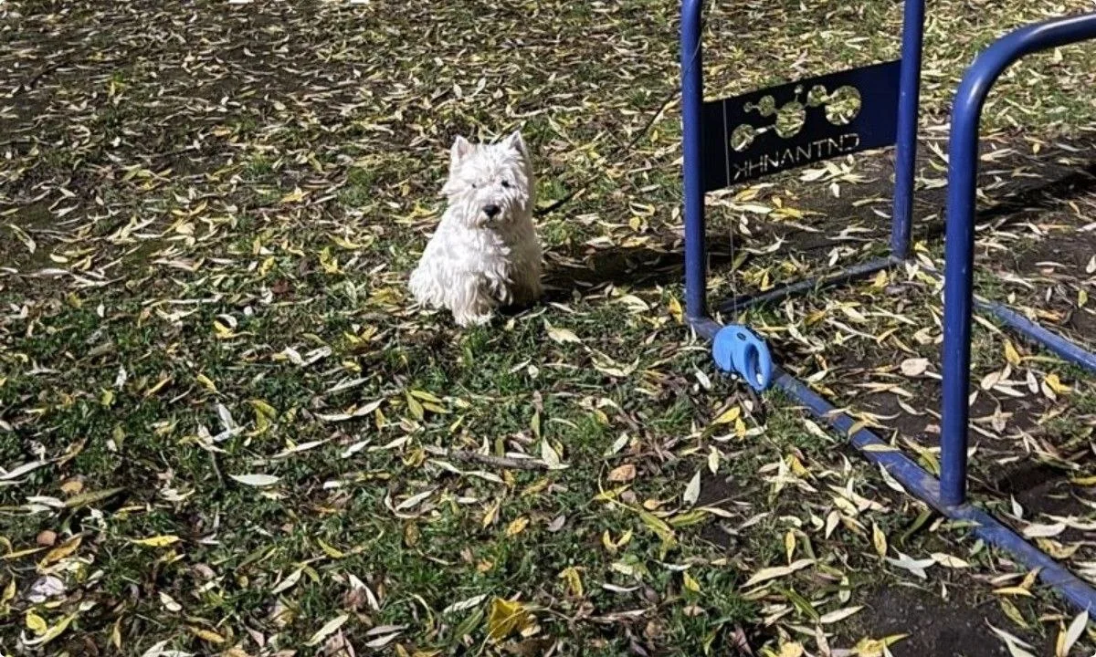 ❗🐕 Восьмилетняя девочка увела чужую собаку в Петрозаводске. 12 октября хозяйка привяза...