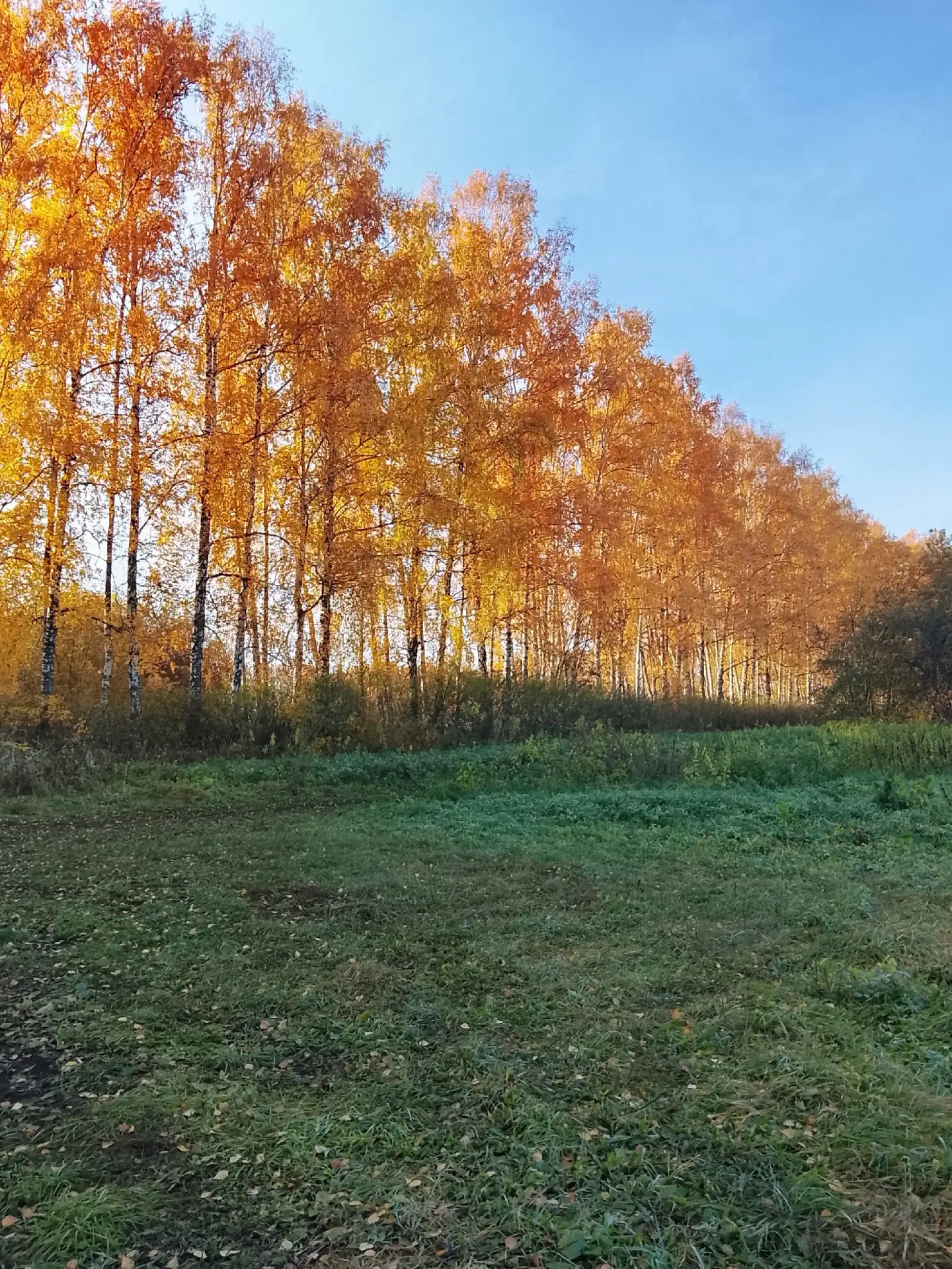 Золотая осень Пушкина🌾