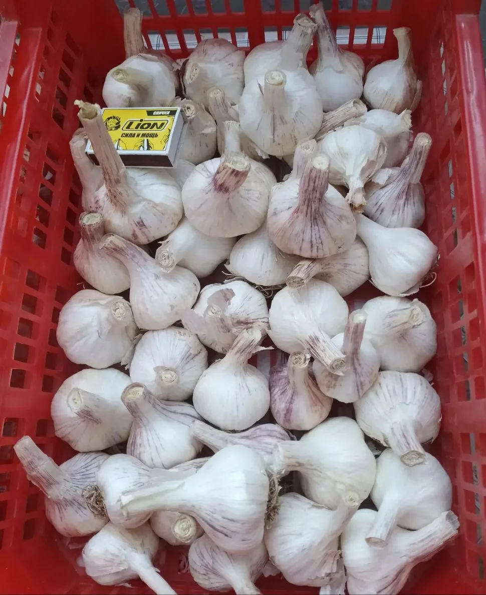 Продам чеснок, цена 80 руб./шт. Самовывоз с.Засопка. 89144633701
