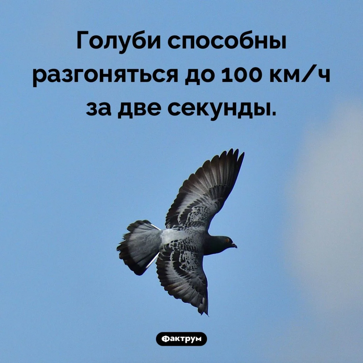 Рубрика "Факты дня в картинках"