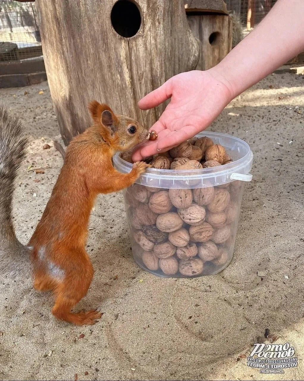 Ведро счастья привалило белочкам из парка Лога 🥰