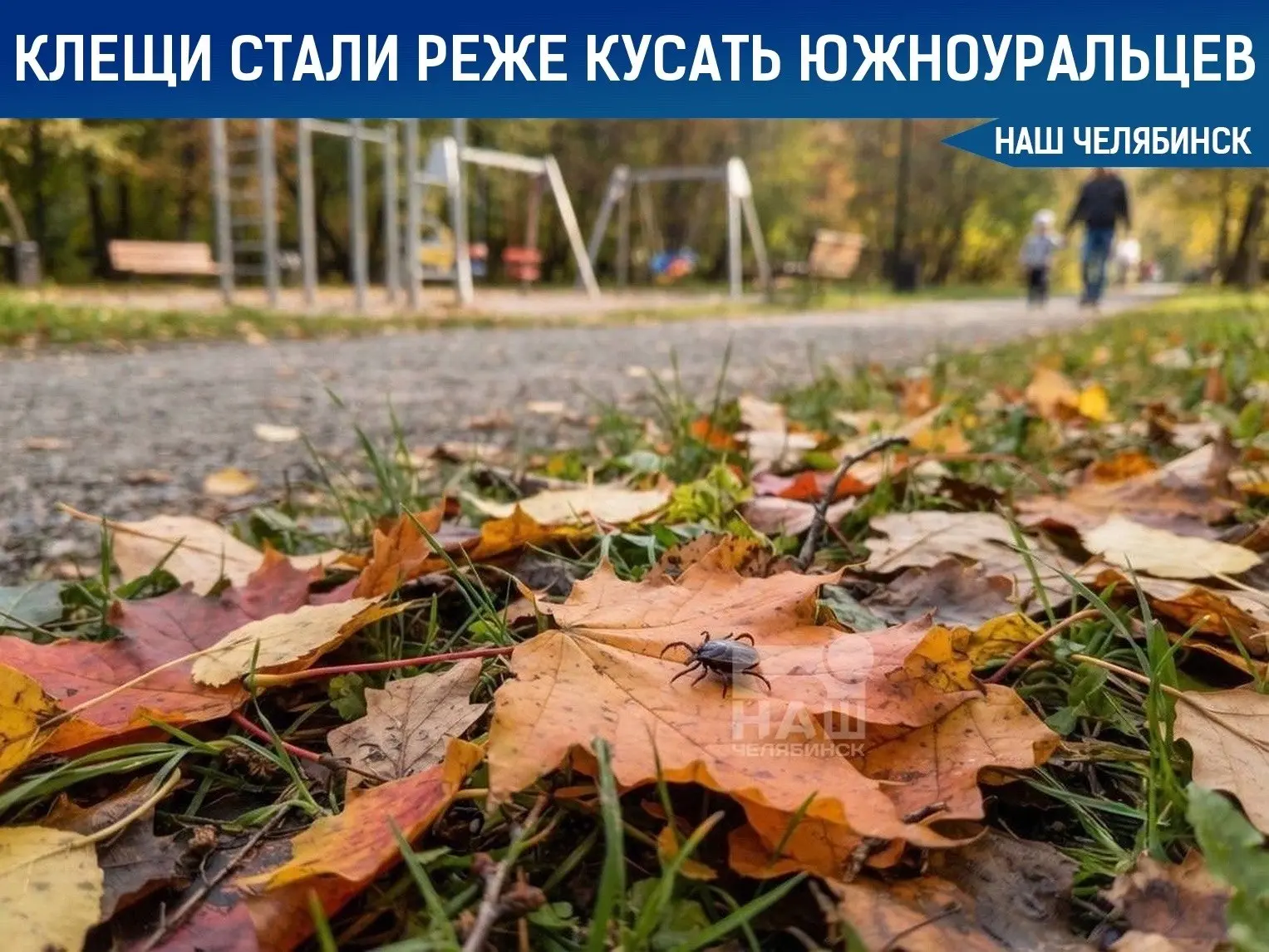 🕷️ Южноуральцев стали реже кусать клещи