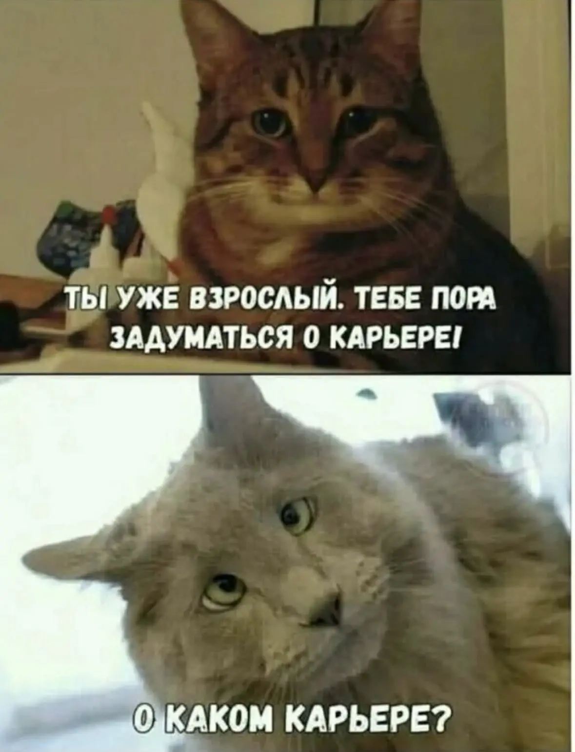 Подписаться на канал: "Котики"🧶🐈