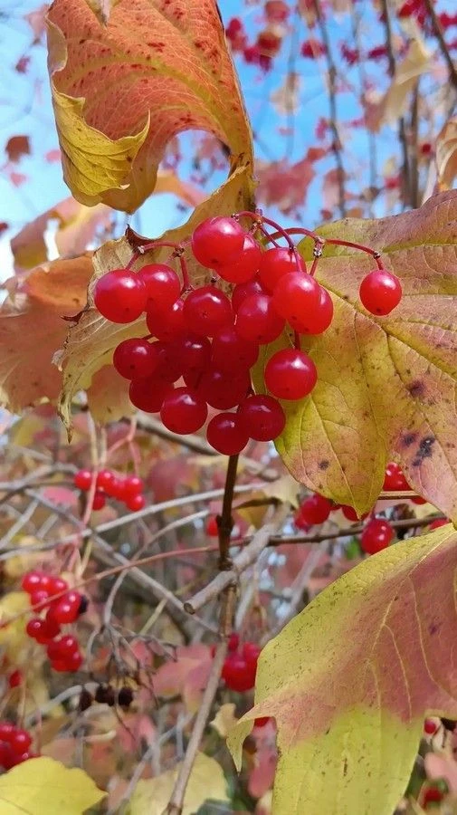 Ах, эта осень... 🍁