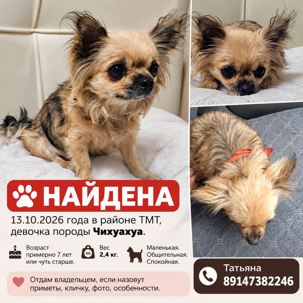 Найдена 13.10.2026 года в районе ТМТ, девочка породы Чихуахуа.