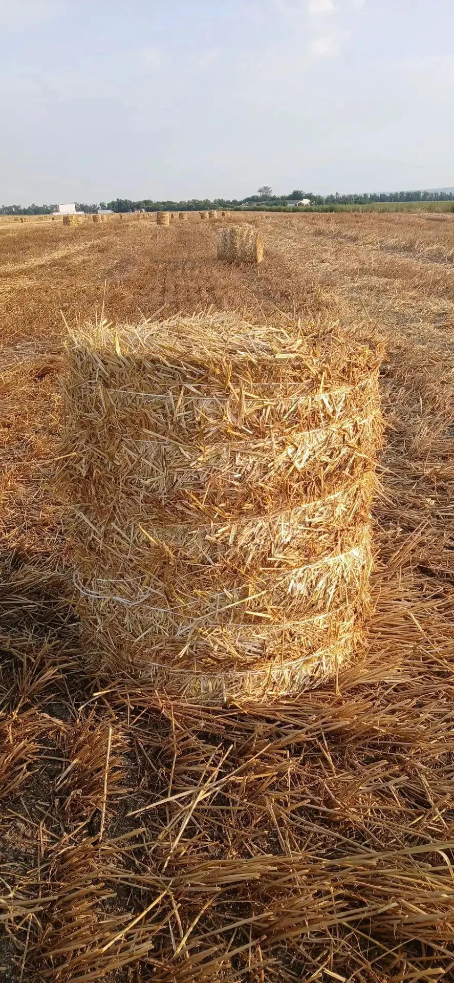 Продам солому 🌾пшеничная 🌾