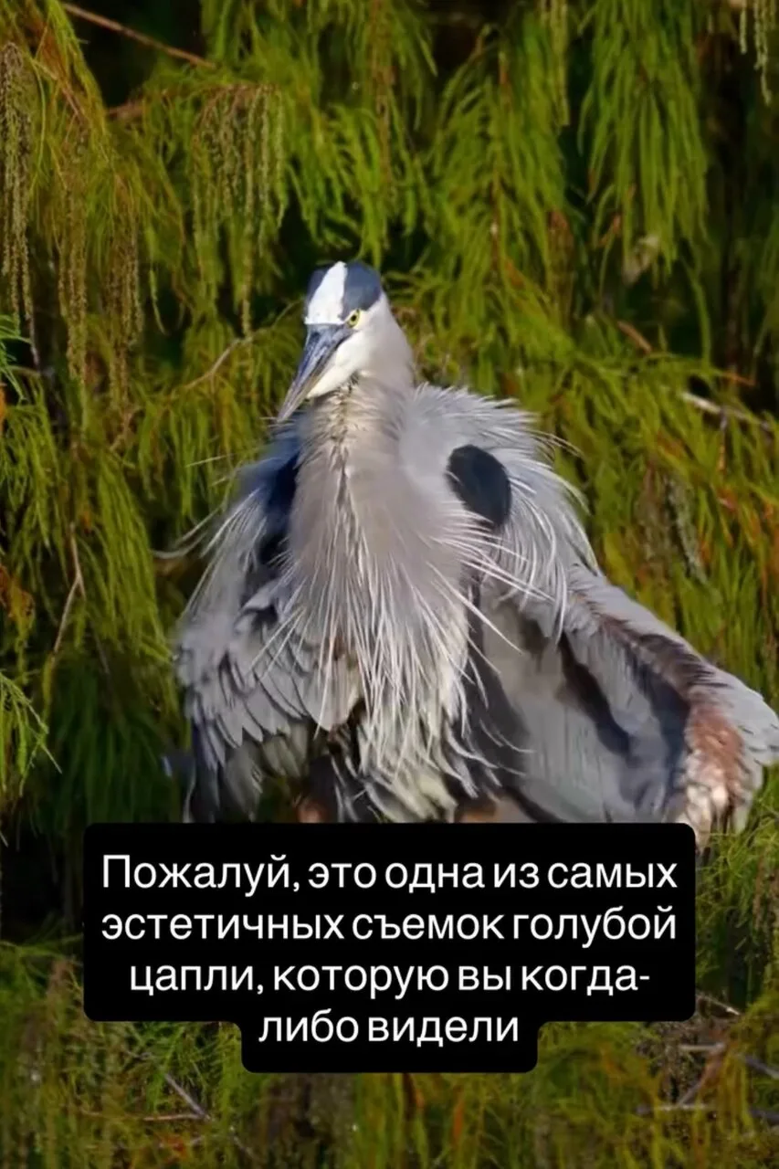 🪶 Вы когда-нибудь видели, как танцует цапля? Нет, это не брачный ритуал и не охота — э...