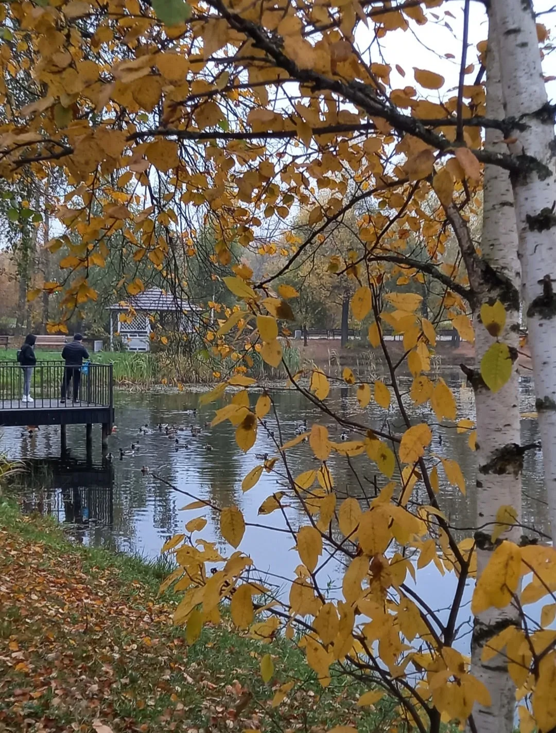 23 микрорайон, золотая осень 🍁 🍂