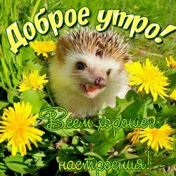 Доброе утро!