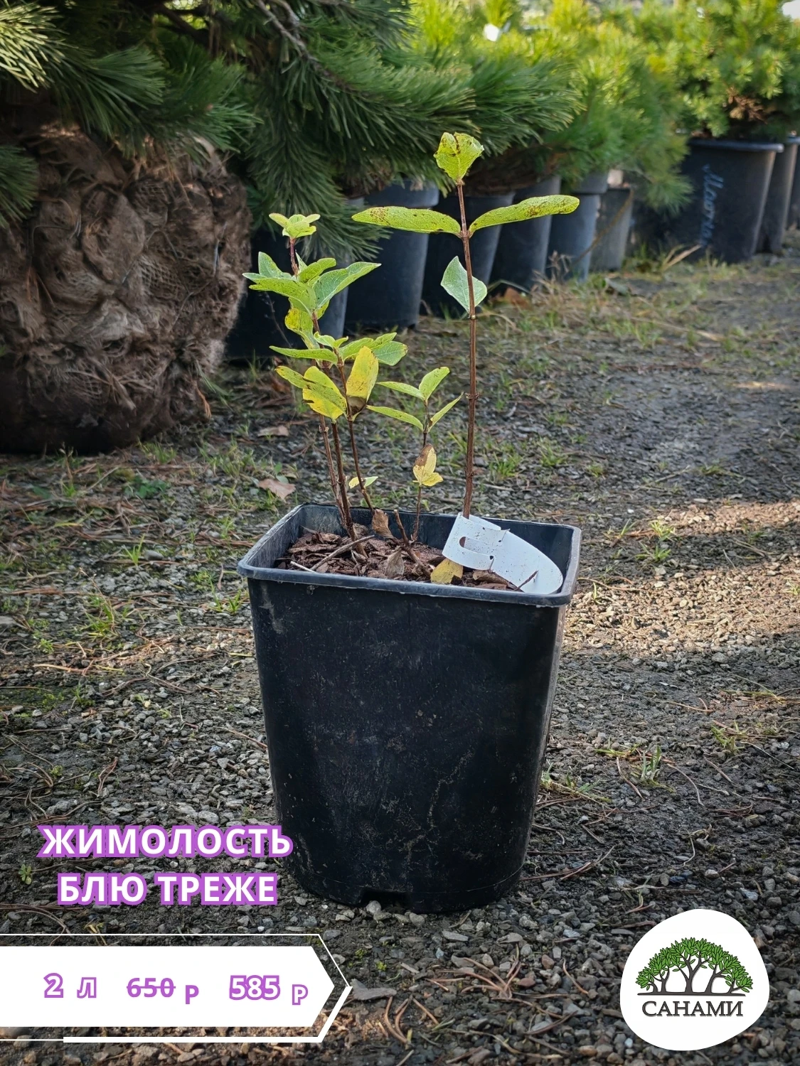 🫐 АНГЛИЙСКАЯ селекция