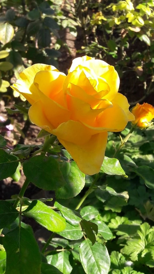 🕊️ Сегодня, 9 октября, в день памяти великих святых, именины митрополита Симферопольск...