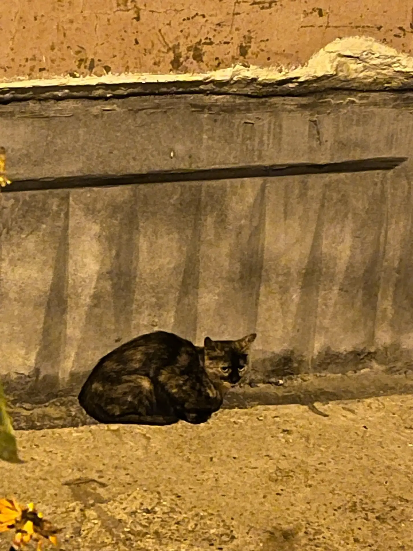 Очень нужна передержка кошке!