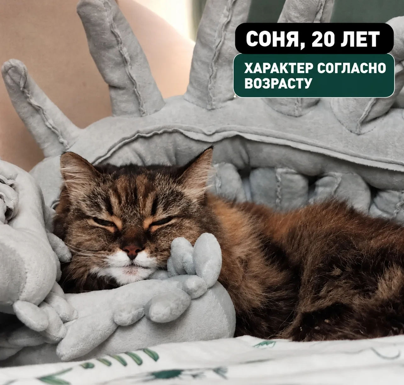 🦊 В эфире — наша самая милая рубрика #зверопятница