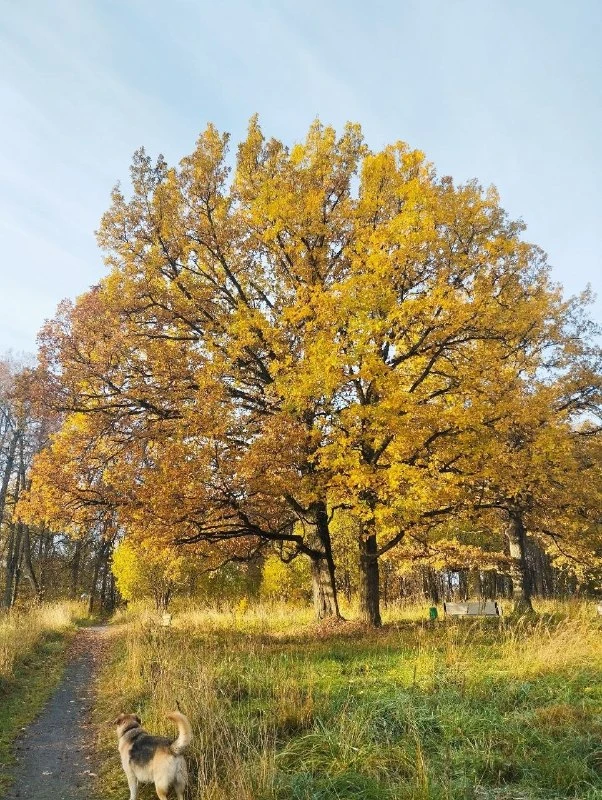 🌳 Осень в Мешково: золото листвы у озера