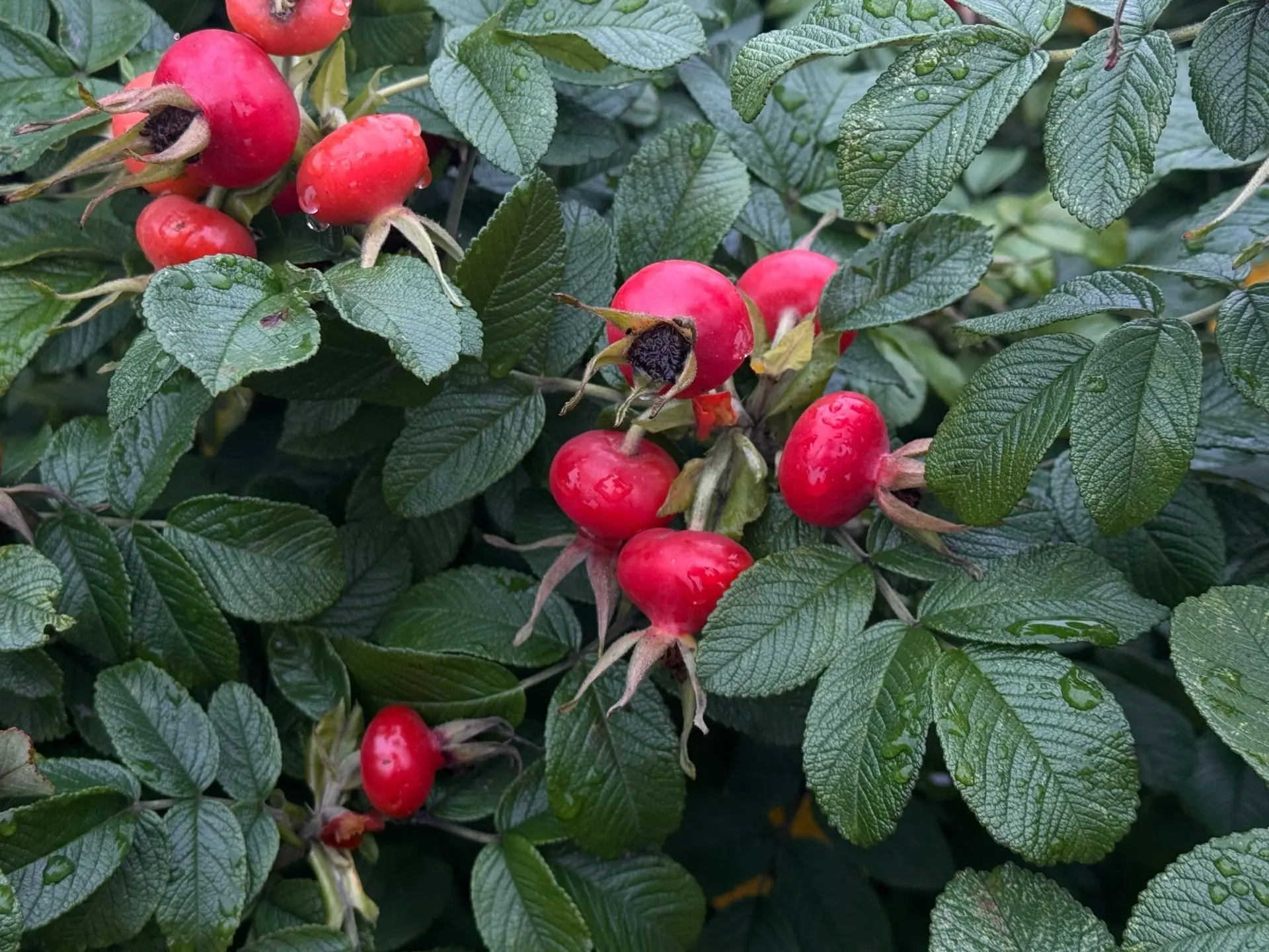 🍁 В октябре кусты шиповника особенно заметны на фоне осеннего пейзажа. Ярко-красные пл...