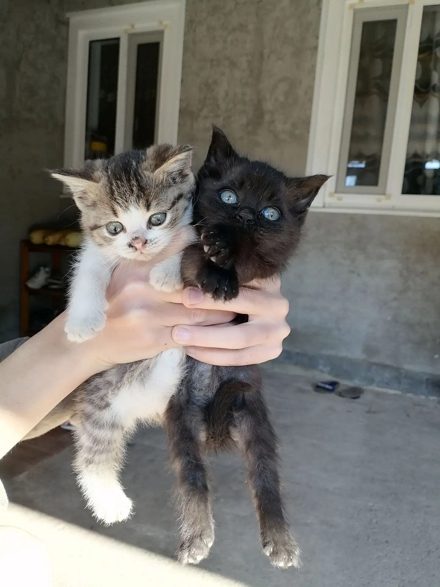 Котята ищут новых хозяев, три чёрные кошечки и одна кошечка трёхцветная, кушают все под...