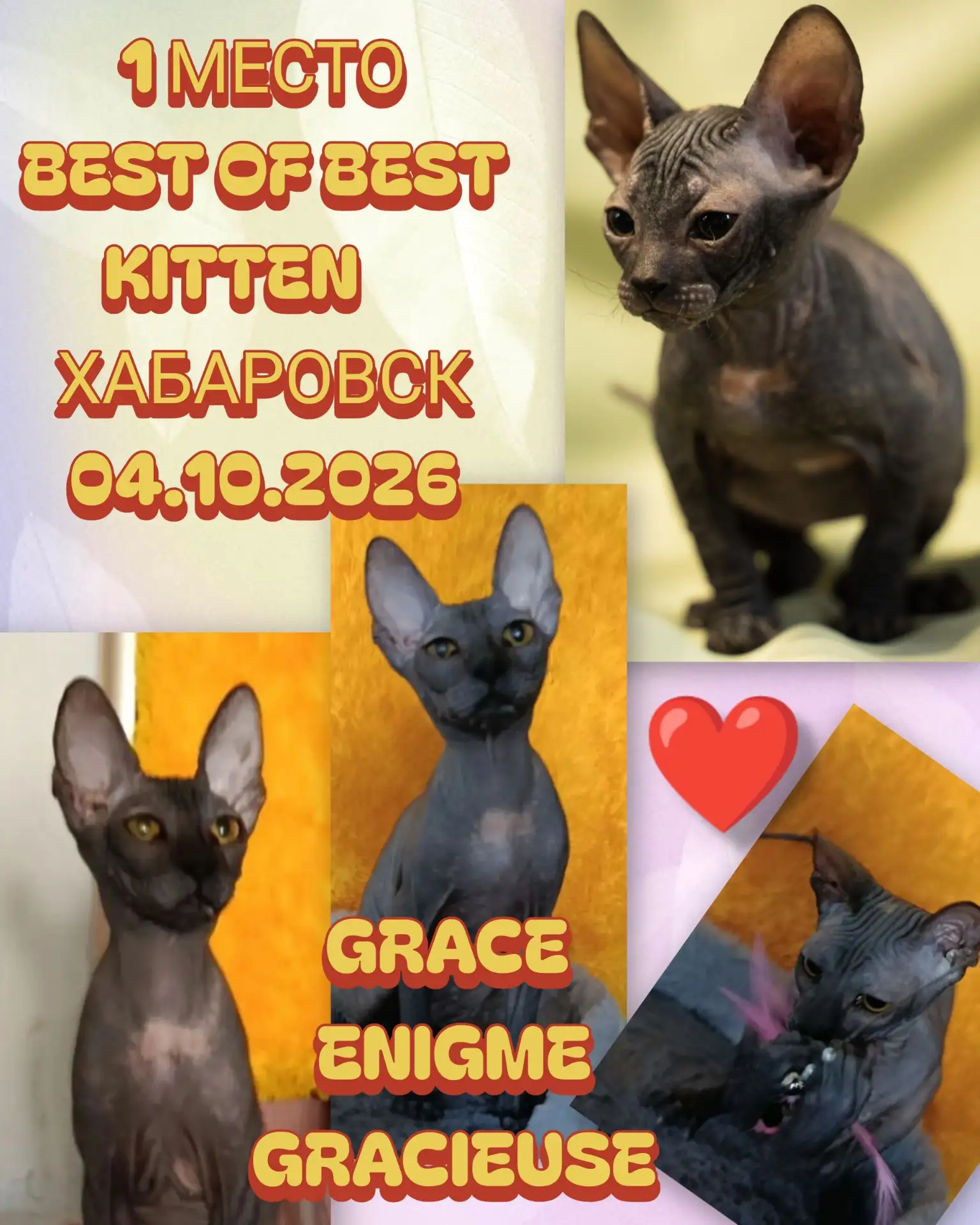 Триумф на Дальнем Востоке: наша выпускница Grace Enigme Gracieuse — Best of Best! 🪐🏆🐾✨