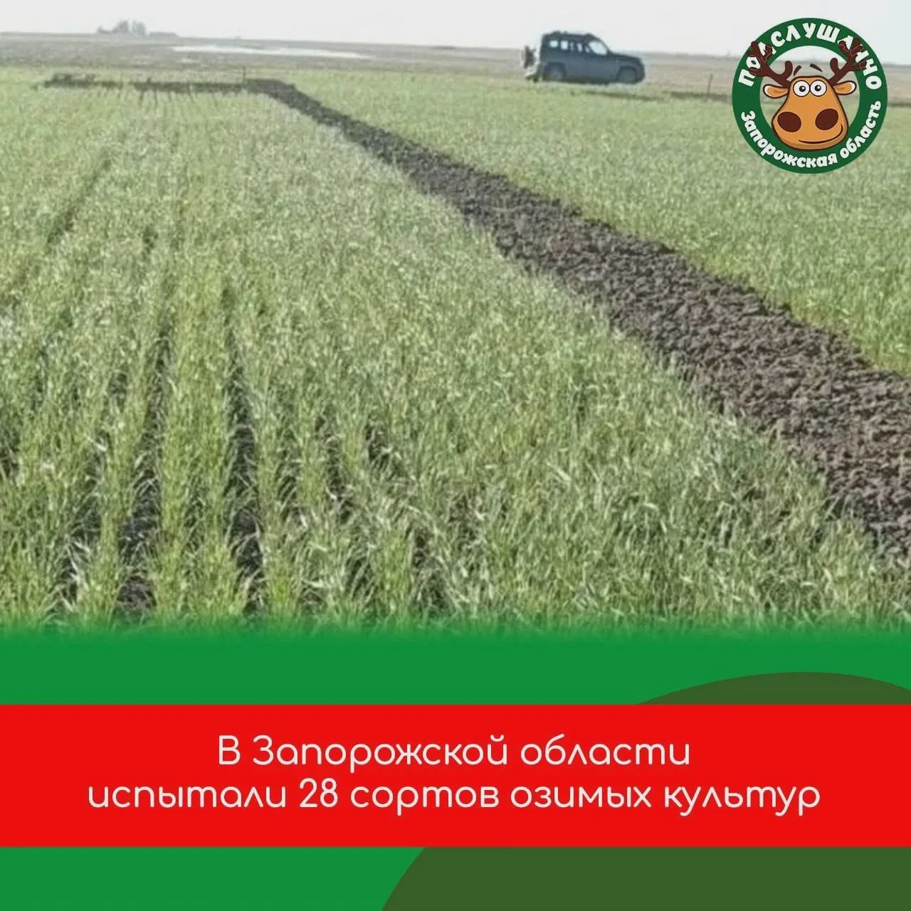 В Запорожской области испытали озимые сорта