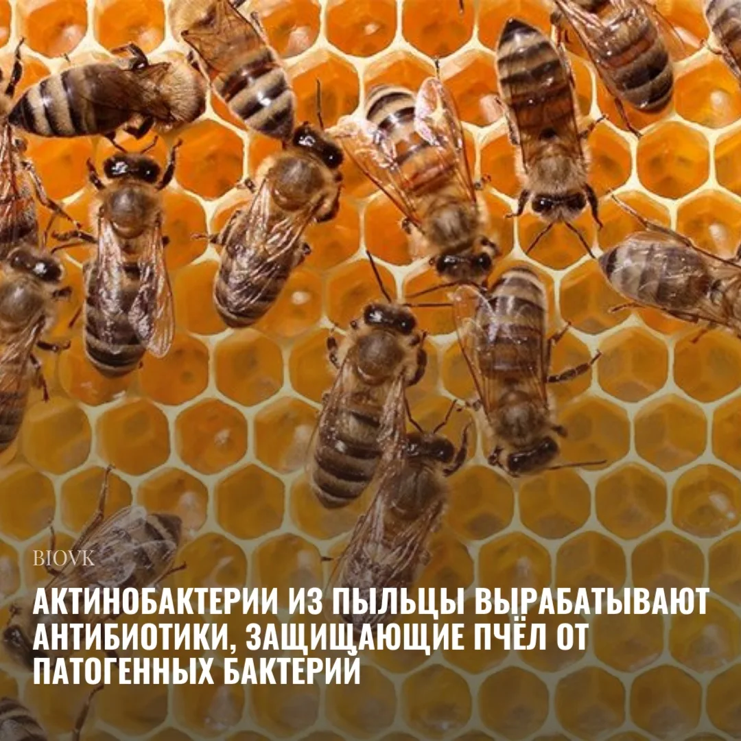 Американские апиологи выяснили, что пчелы параллельно с опылением занимаются «стратегич...