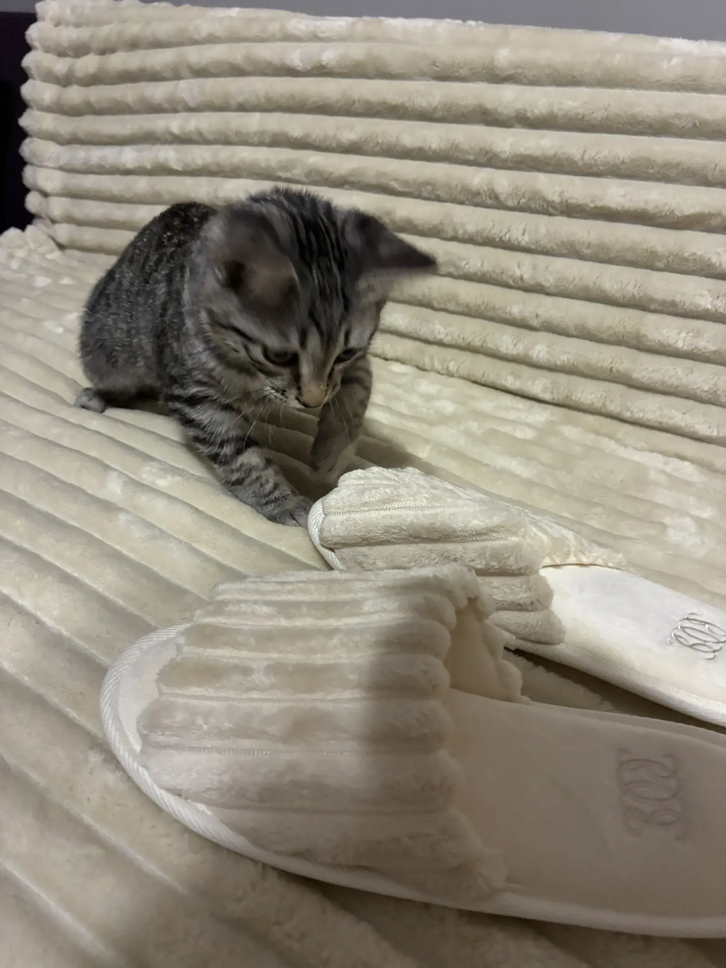 Кузе моему все очень пришлось по душе 😅🐈‍⬛
