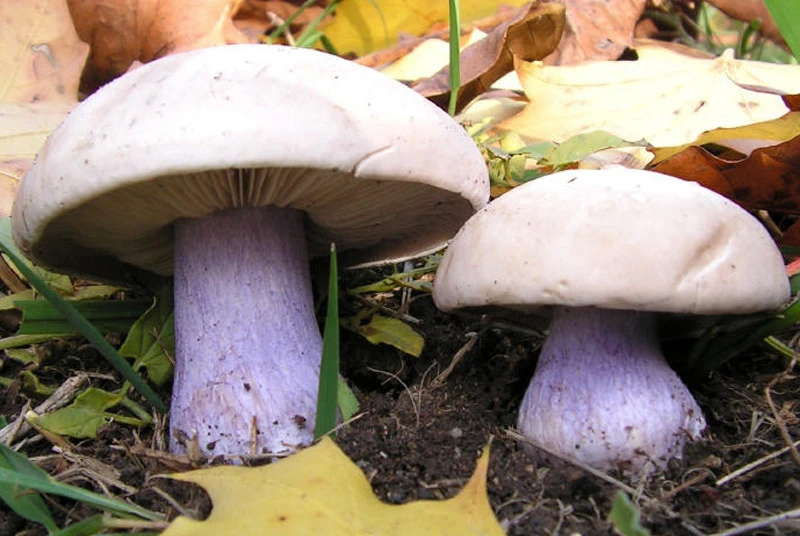 Рядовка 🍄‍🟫 — это не один конкретный гриб, а собирательное название для целой группы ...