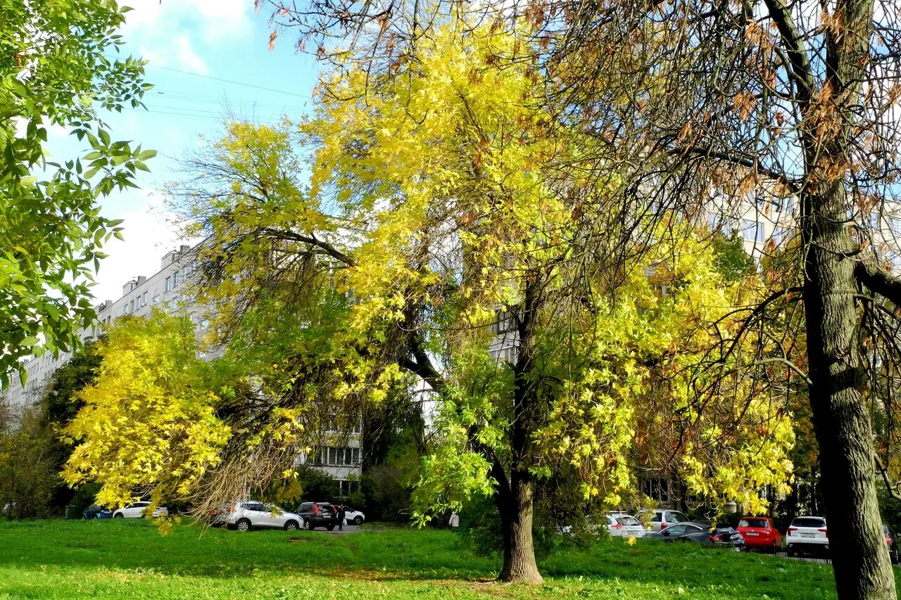 Купчино в осенних красках