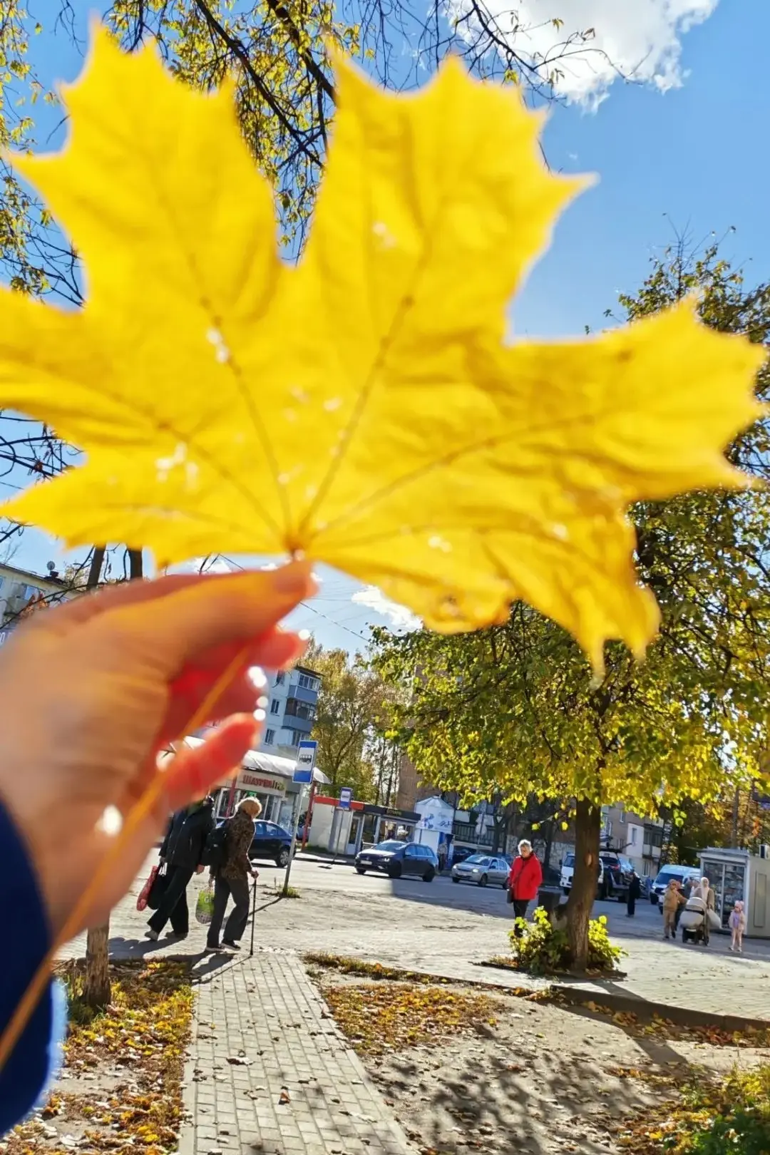 🍁 Солнечная осень в Электростали!