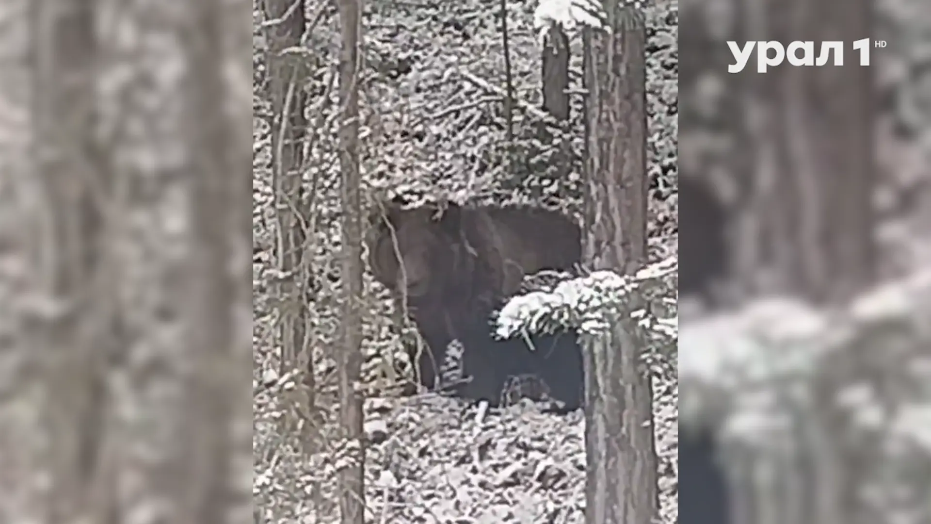 🐻 ОПАВШИЕ ФРУКТЫ ПРИВЛЕКАЮТ МЕДВЕДЕЙ
