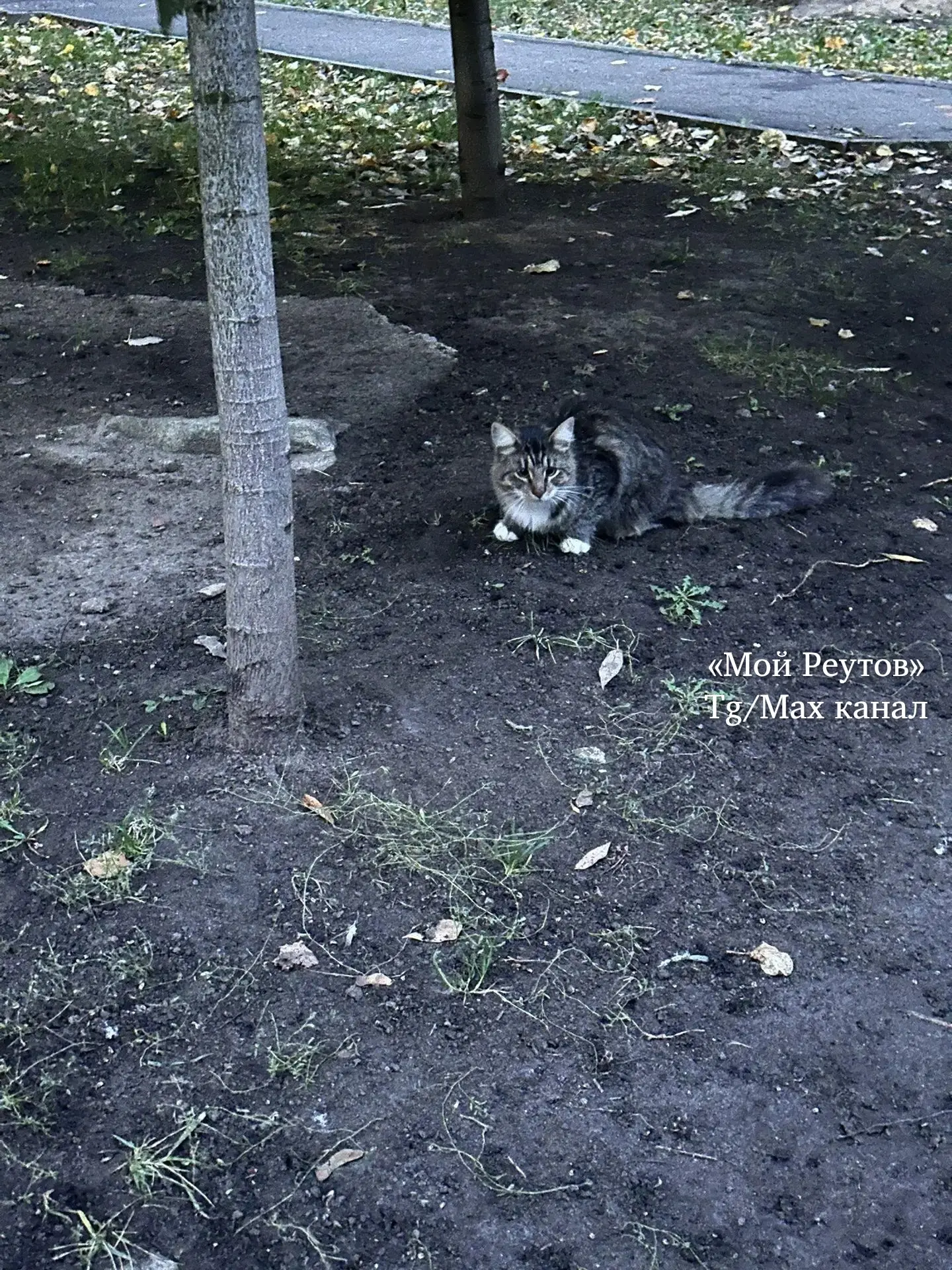 Здравствуйте. Верю в силу вашего канала❤️ примерно месяц назад на помойке ул. Войтовича...