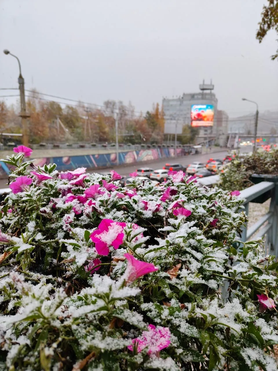 Медленно, но все припорашивает снегом
