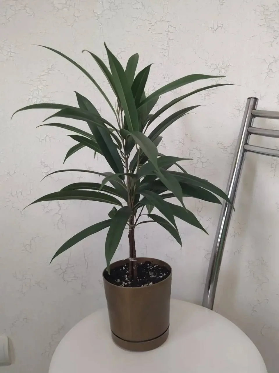 Продам фикус Али, три ствола, 700р