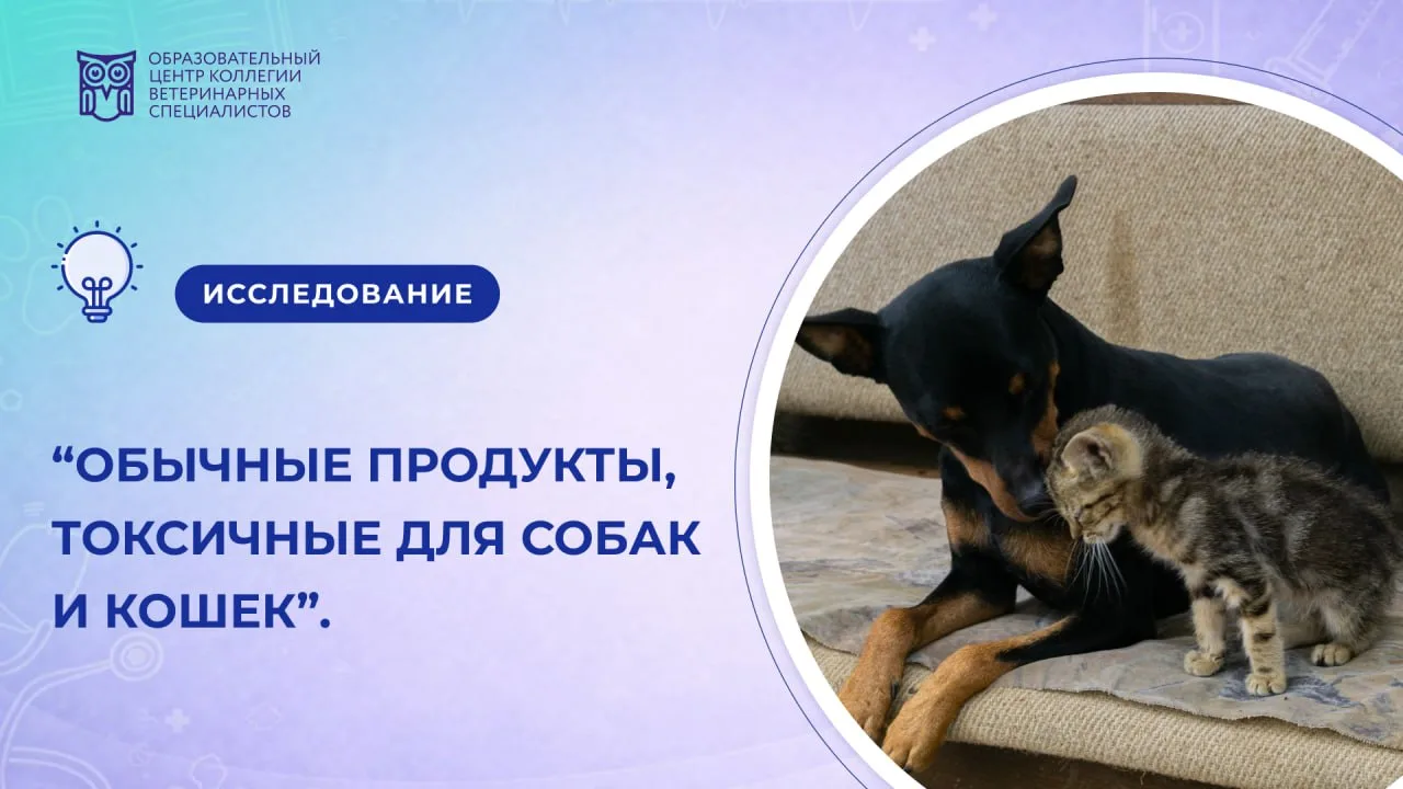 Шоколад, виноград, лук и даже обычное хлебное тесто. Какие продукты с нашего стола могу...