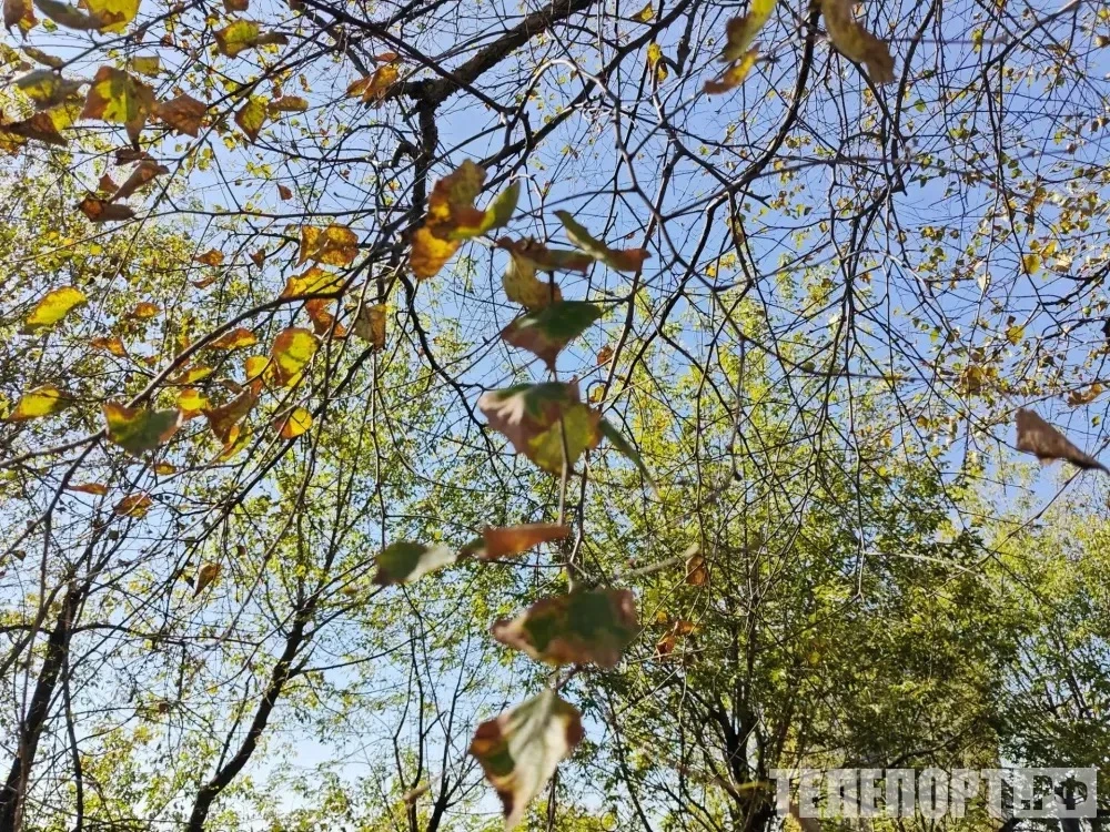💬Дикие звери выходят из леса: кто кроме медведей угрожает людям