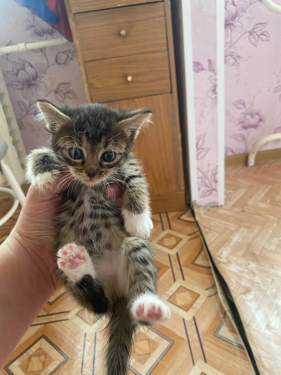 Пристраиваются котятки в самые добрые и надежные руки !!!