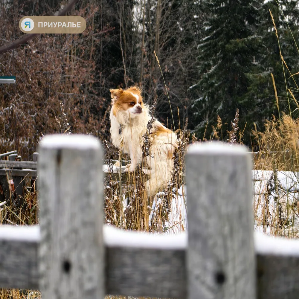 🐕Как вести себя с животными — теперь знают школьники Аксарки