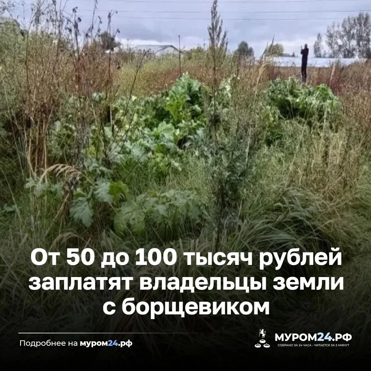 Муромская городская прокуратура проверила, как собственники используют земельные участк...